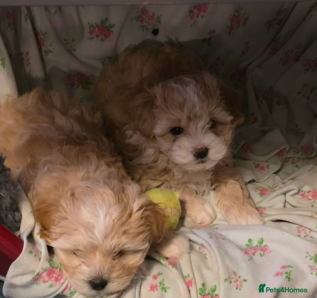Maltipoo dogs for sale: Beautiful f1 korean maltipoo males - Advert 10