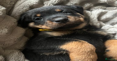 Rottweiler dogs - Advert 13