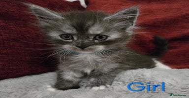 Maine Coon cats - Advert 11