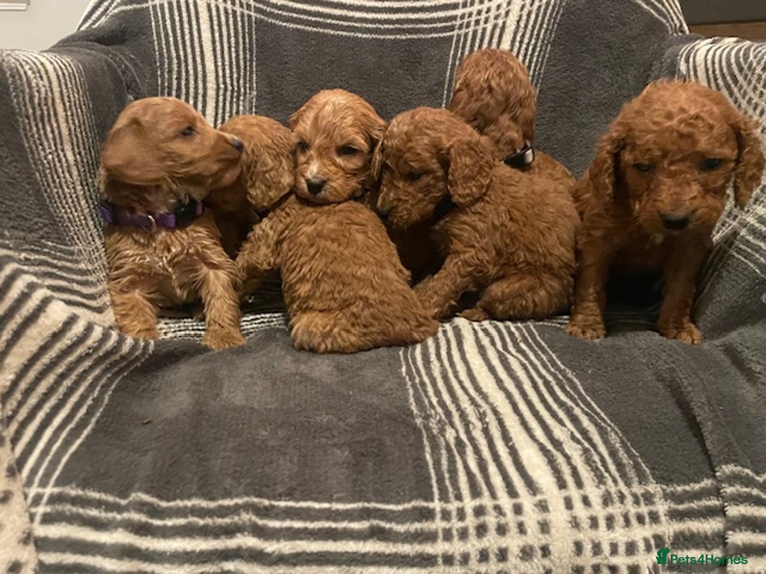 Cockapoo dogs for sale: *Stunning  litter of F2 cockapoo puppies*** - Advert 2