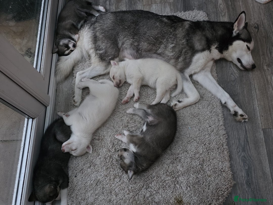 Siberian Husky dogs for sale: Adorable male husky puppy - Advert 3