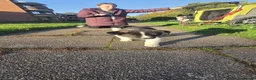 Huskita dogs for sale: Akita with 6% husky (Huskita) - Advert 2