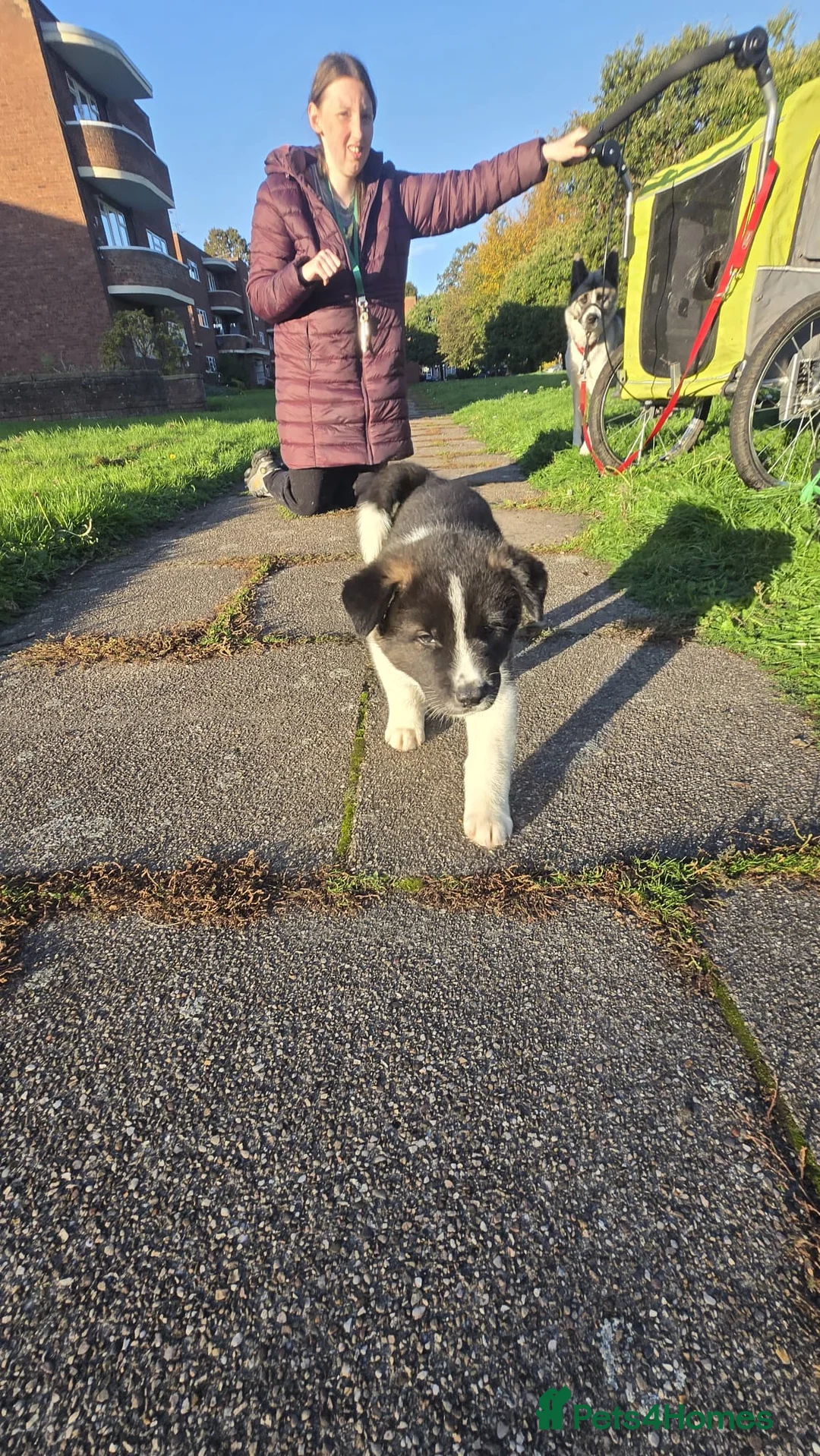 Huskita dogs for sale: Akita with 6% husky (Huskita) - Advert 2