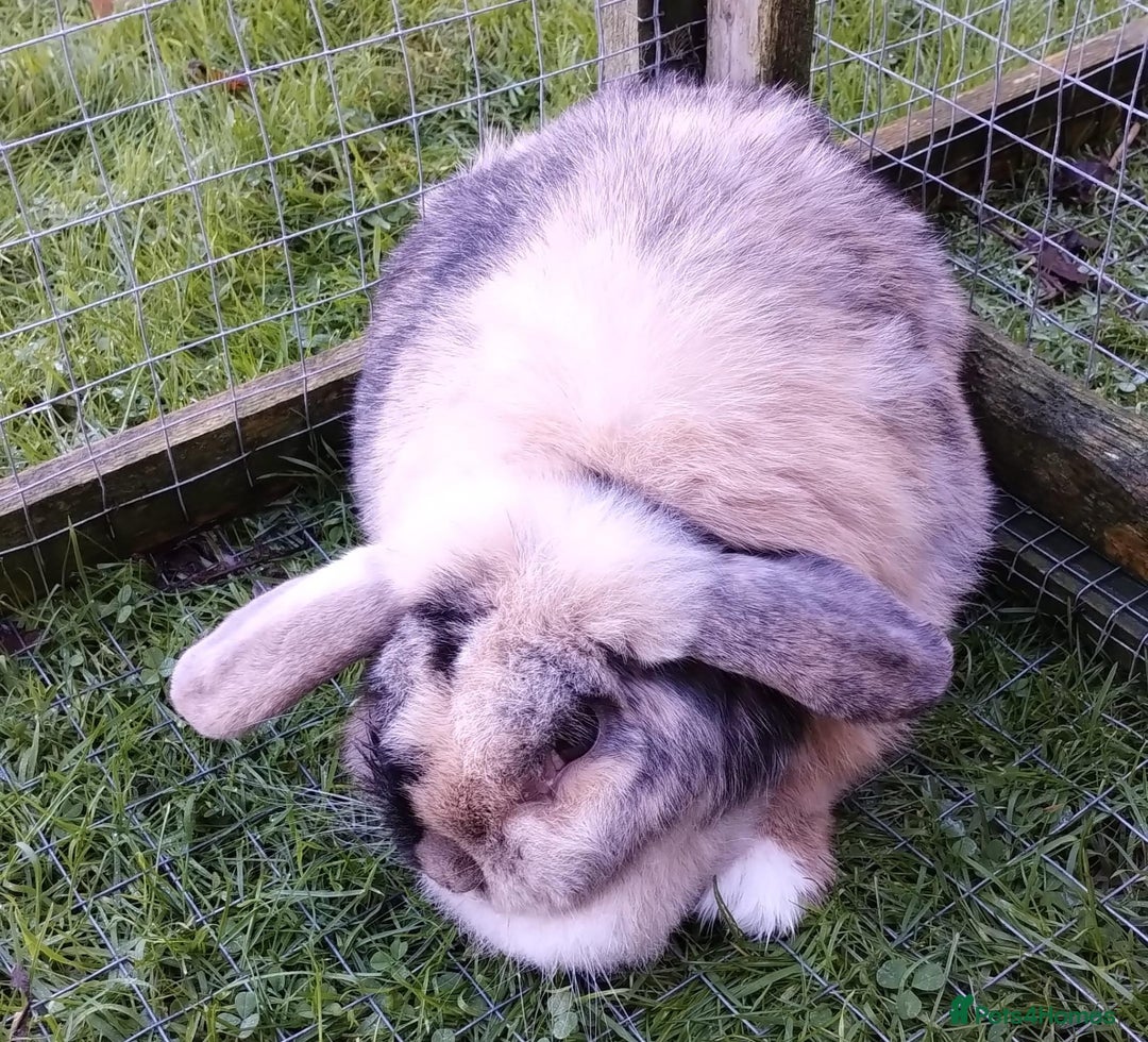Mini Lop rabbits for sale: Mini Lop Harlequin Doe - Advert 3