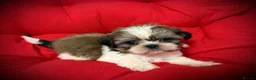 Shih Tzu dogs for sale: PURE TINY SHIH TZU PUPPIES😍 - Advert 10