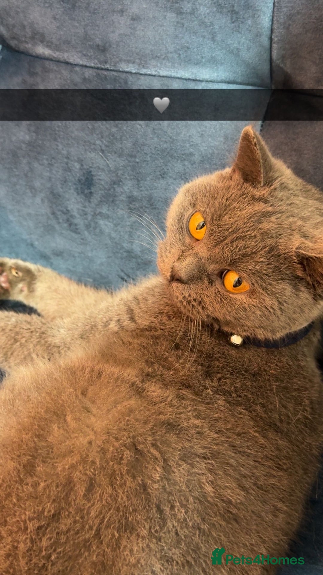 British Shorthair cats for sale: Miss  - Advert 2