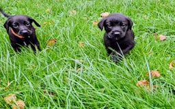 Mixed Breed dogs for sale: Dutch shepherd X pointer puppies  - Advert 5