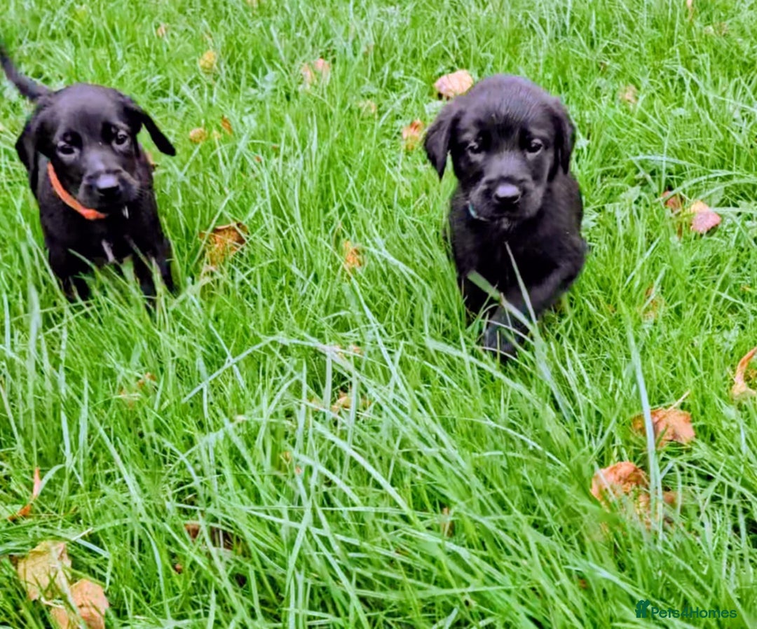 Mixed Breed dogs for sale: Dutch shepherd X pointer puppies  - Advert 5