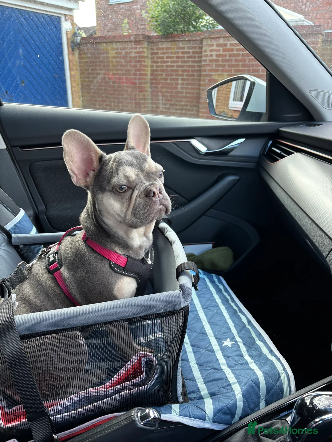 French Bulldog dogs for sale: French bulldog  in Stowmarket - Advert 5