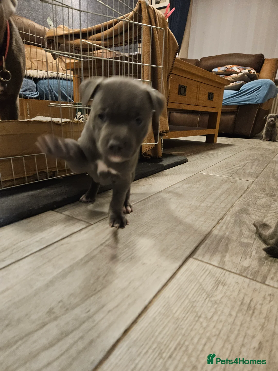 Staffordshire Bull Terrier dogs for sale: Blue staffordshire bull terrier pups - Advert 15