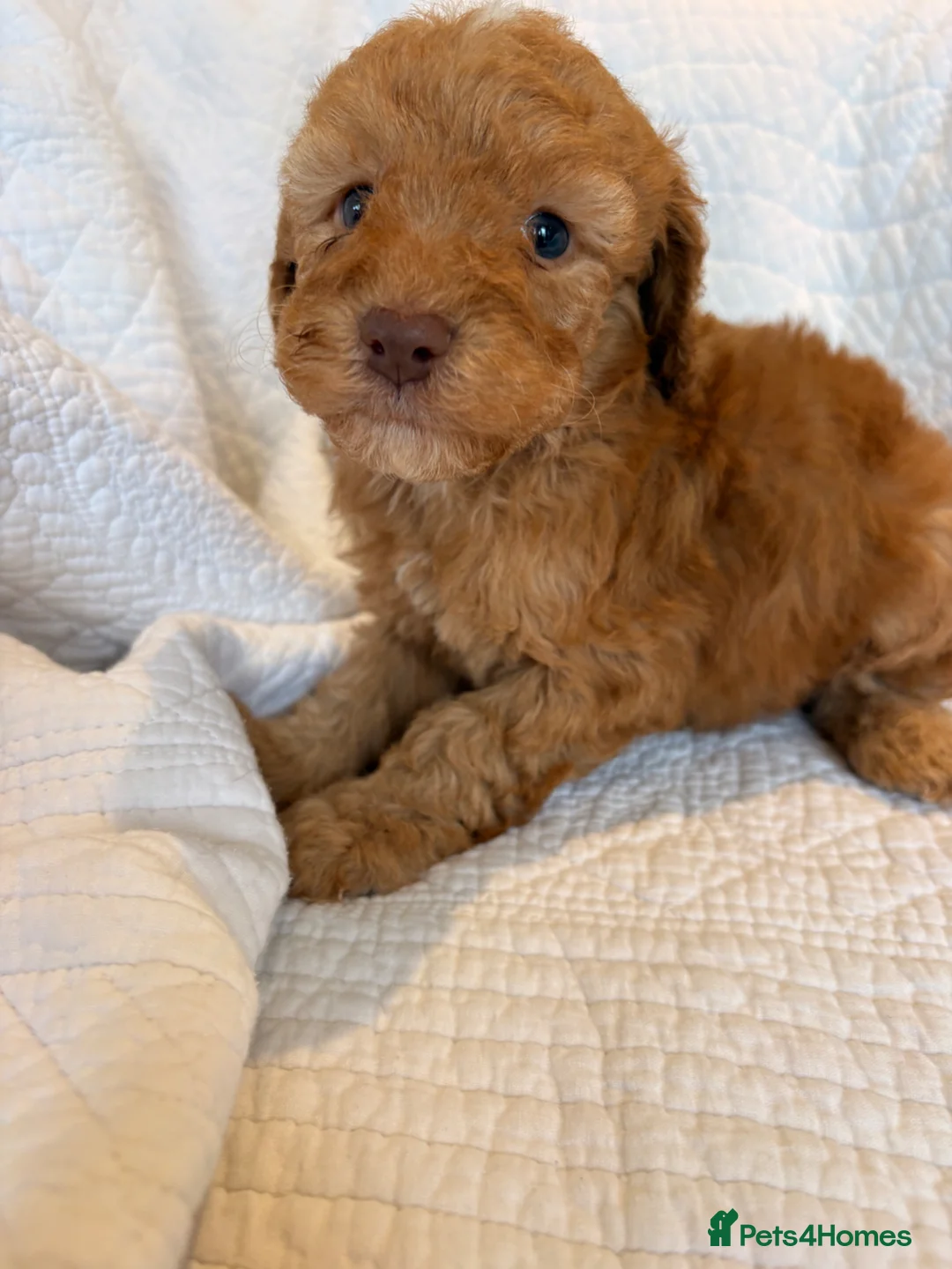 Cockapoo dogs for sale: LICENSED BREEDER HEALTH TESTED COCKAPOOS - Advert 9