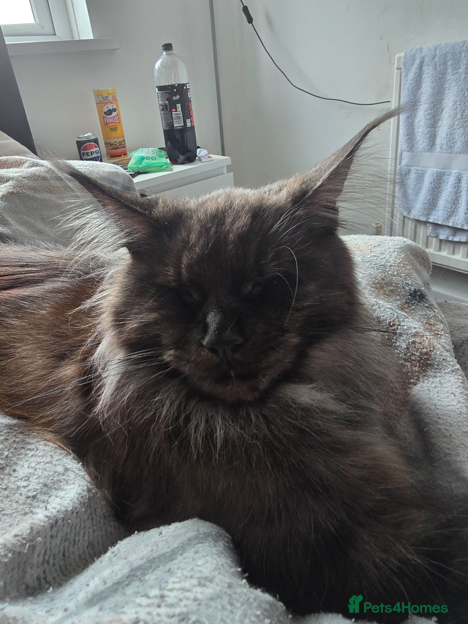 Maine Coon cats for sale: 3/4 Mainecoon Kittens in Pontypridd - Advert 7