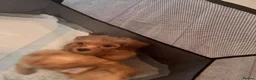 Toy Poodle dogs for sale: 5 Adorable Toy Poodle Puppies - Advert 23
