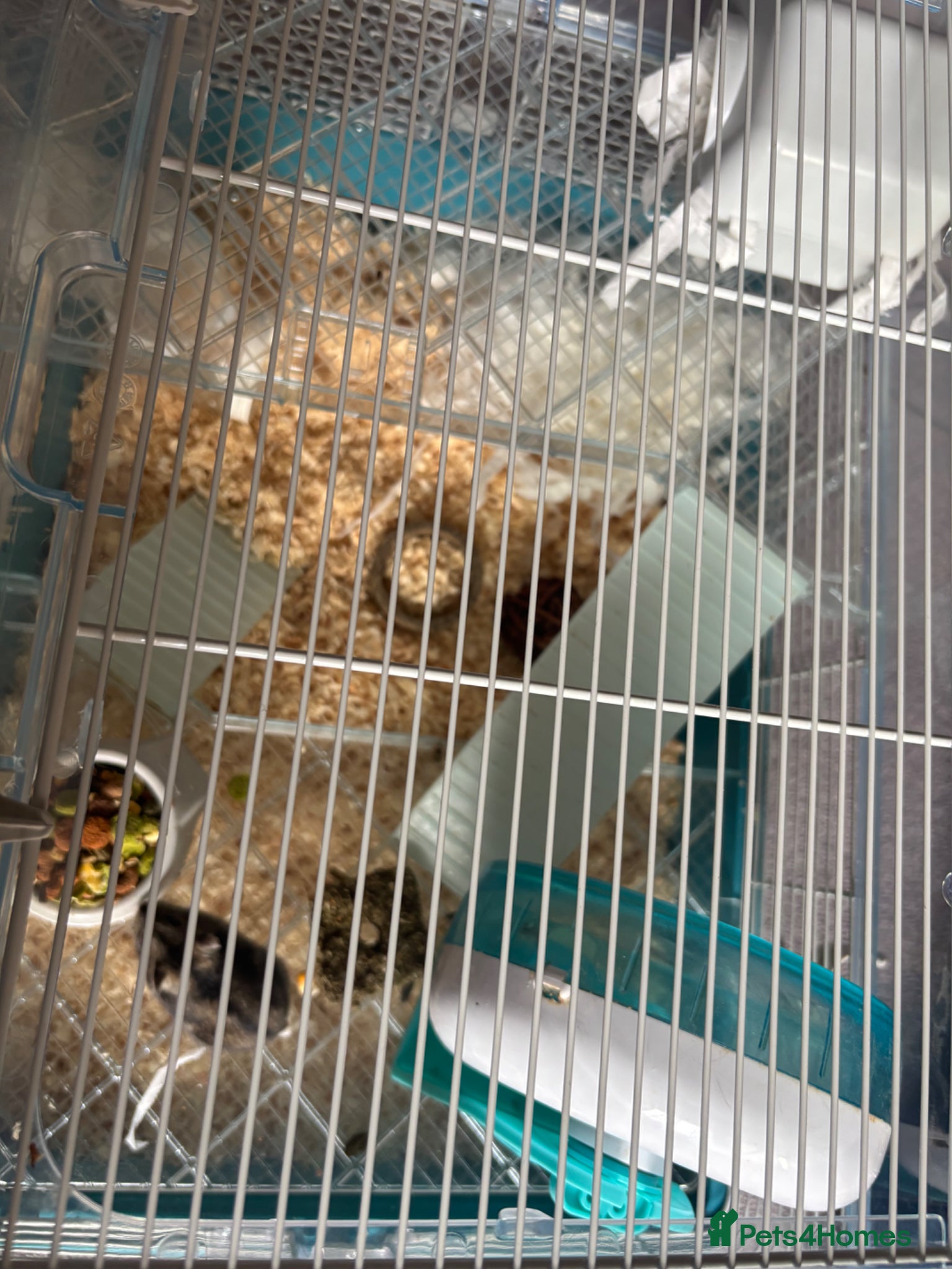 Hamster rodents for sale: Russian Dwarf Hamster  in Halesworth - Advert 3