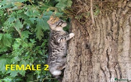 Mixed Breed cats for sale: Maine Coon X Kittens  in Coventry - Image 24