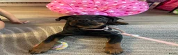 Rottweiler dogs for sale: German Rottweiler puppy bitch 14 weeks in Wirral - Advert 2