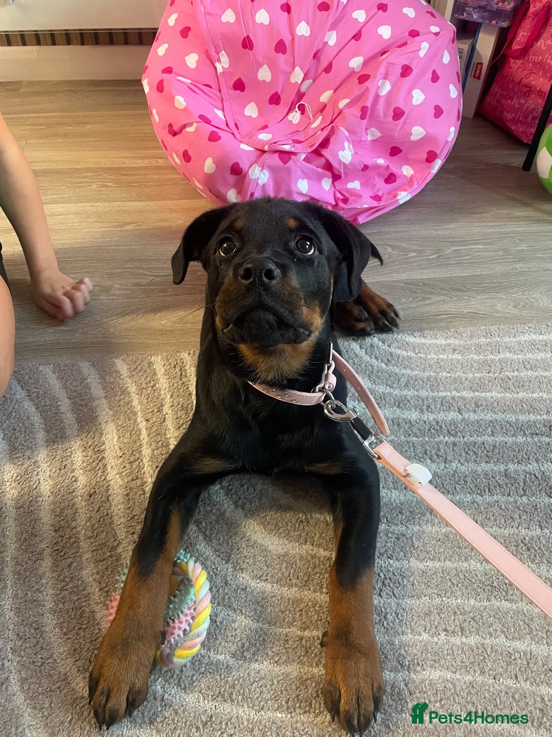 Rottweiler dogs for sale: German Rottweiler puppy bitch 14 weeks in Wirral - Advert 2