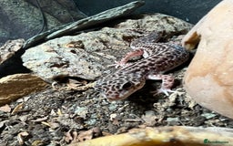 Gecko reptiles for sale: Snow leopard gecko - Image 2