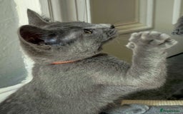 Russian Blue cats for sale: Russian Blue Kitten - Image 27