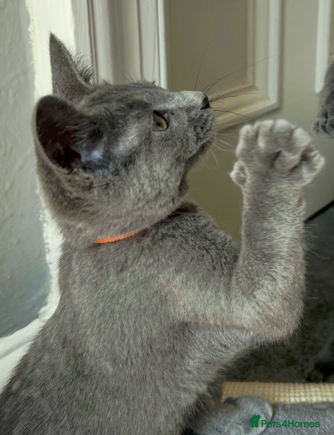 Russian Blue cats for sale: Russian Blue Kitten - Image 27