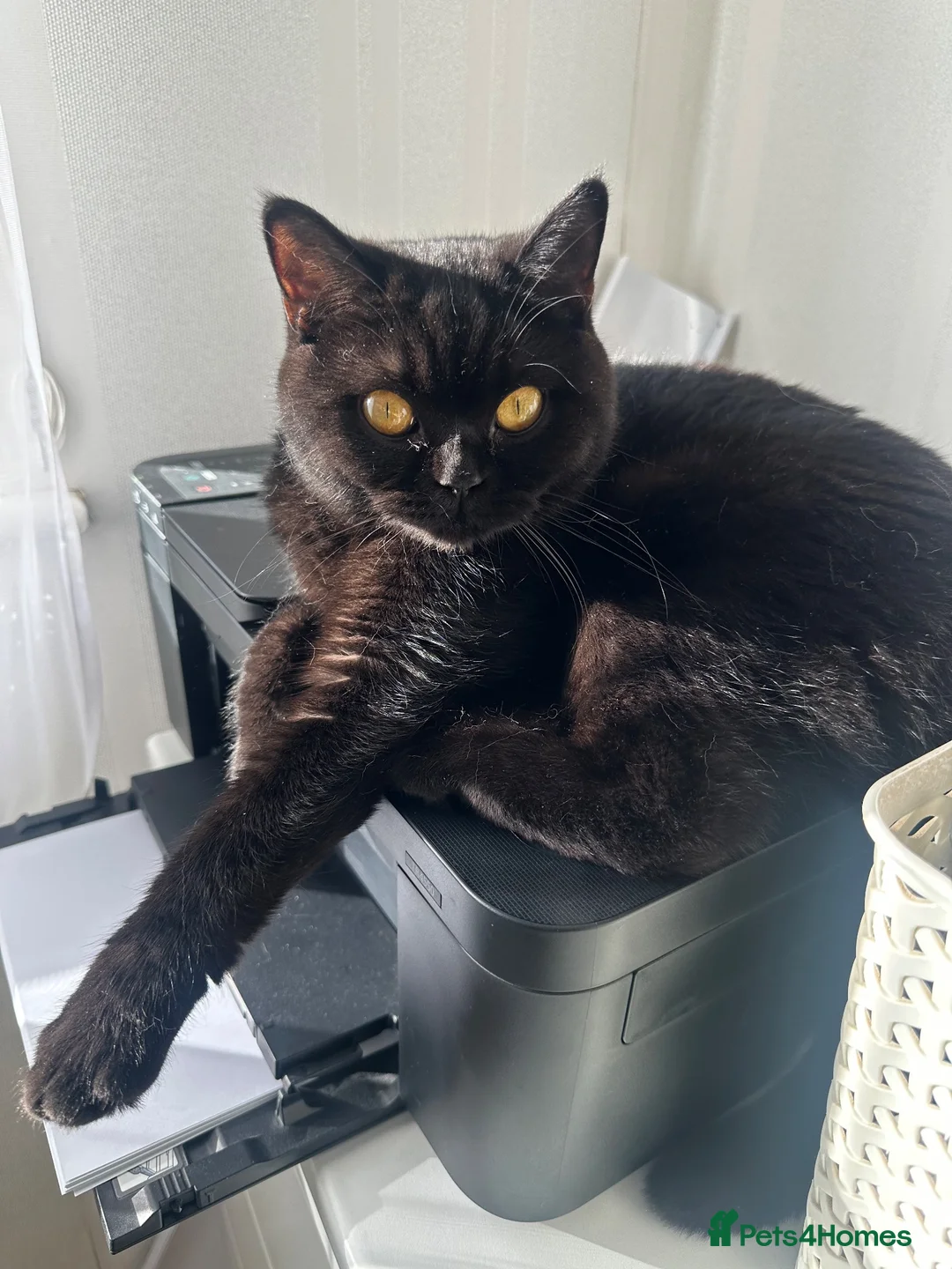 British Shorthair cats for sale: Stunning Blue British Shorthair Kittens  - Advert 2