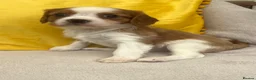 Cavalier King Charles Spaniel dogs for sale: Stunning Cavalier King Charles puppies  - Advert 23