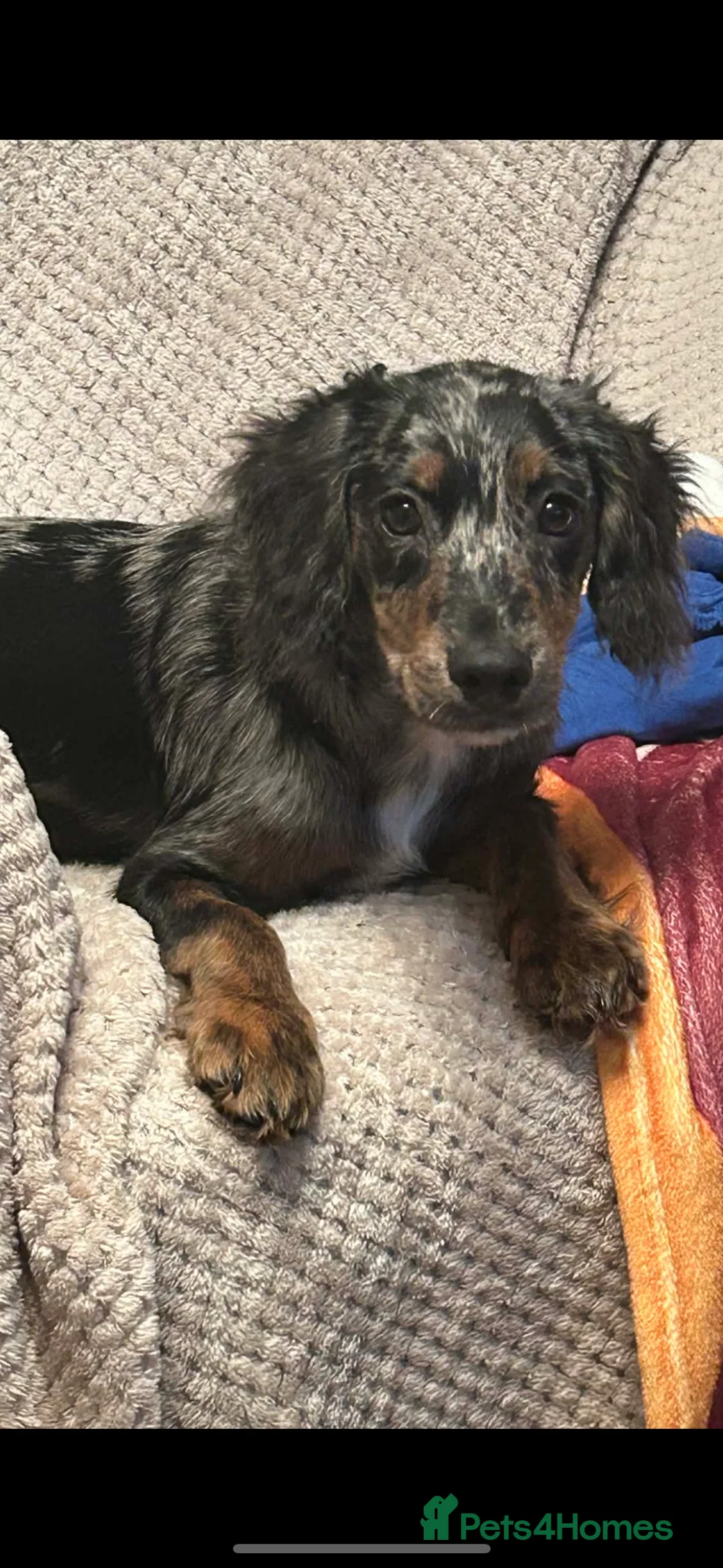 English Springer Spaniel dogs for sale: Handsome Alf  - Advert 3