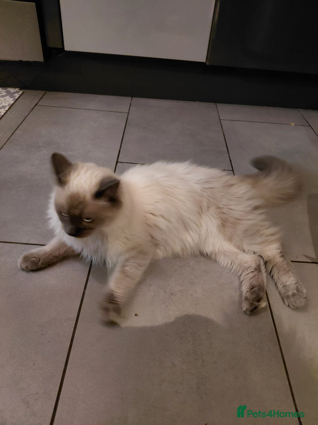 Birman cats for sale: Birman kittens  - Advert 11