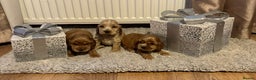 Cocker Spaniel dogs for sale: 🌟STUNNING SHOW COCKER SPANIEL BABIES🌟1 Boy left  - Advert 19