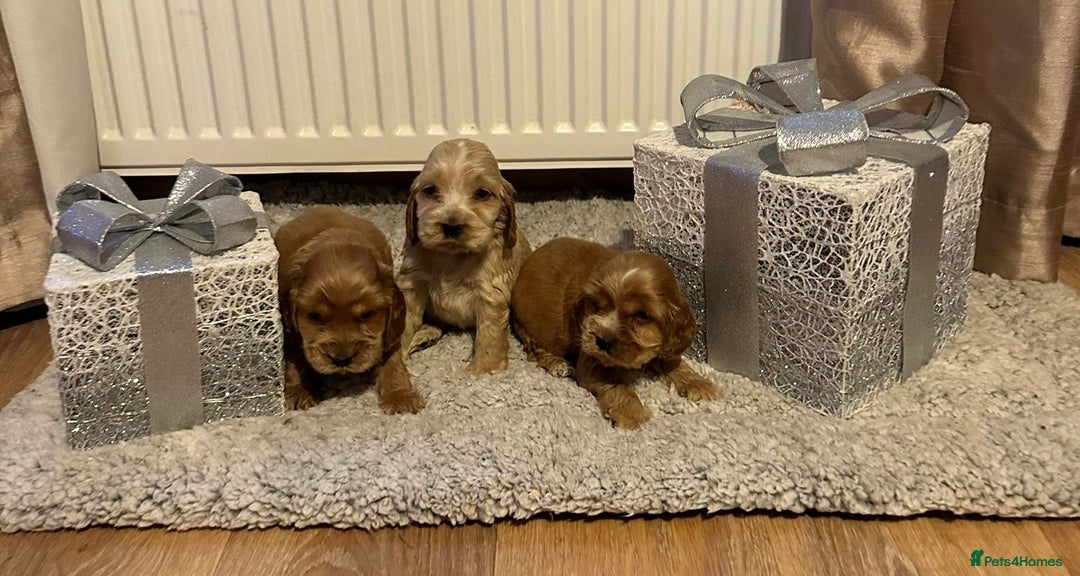 Cocker Spaniel dogs for sale: 🌟STUNNING SHOW COCKER SPANIEL BABIES🌟1 Boy left  - Advert 19