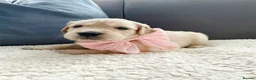 Golden Retriever dogs for sale: Royal Cream Golden Retriever Puppies🤍 🐶 🐾 - Advert 16