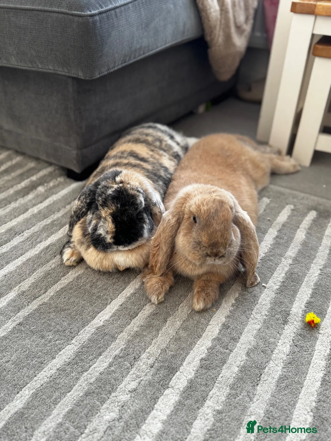 French Lop rabbits for sale: Bonded French lops  in Wimborne - Advert 2