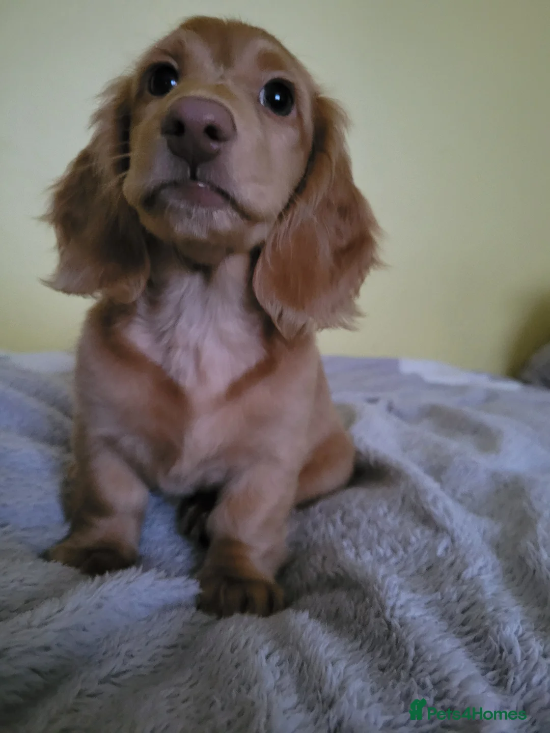 Dachshund dogs for sale: Long Haired KC Miniature Dachshund(LAST BOY) - Advert 3