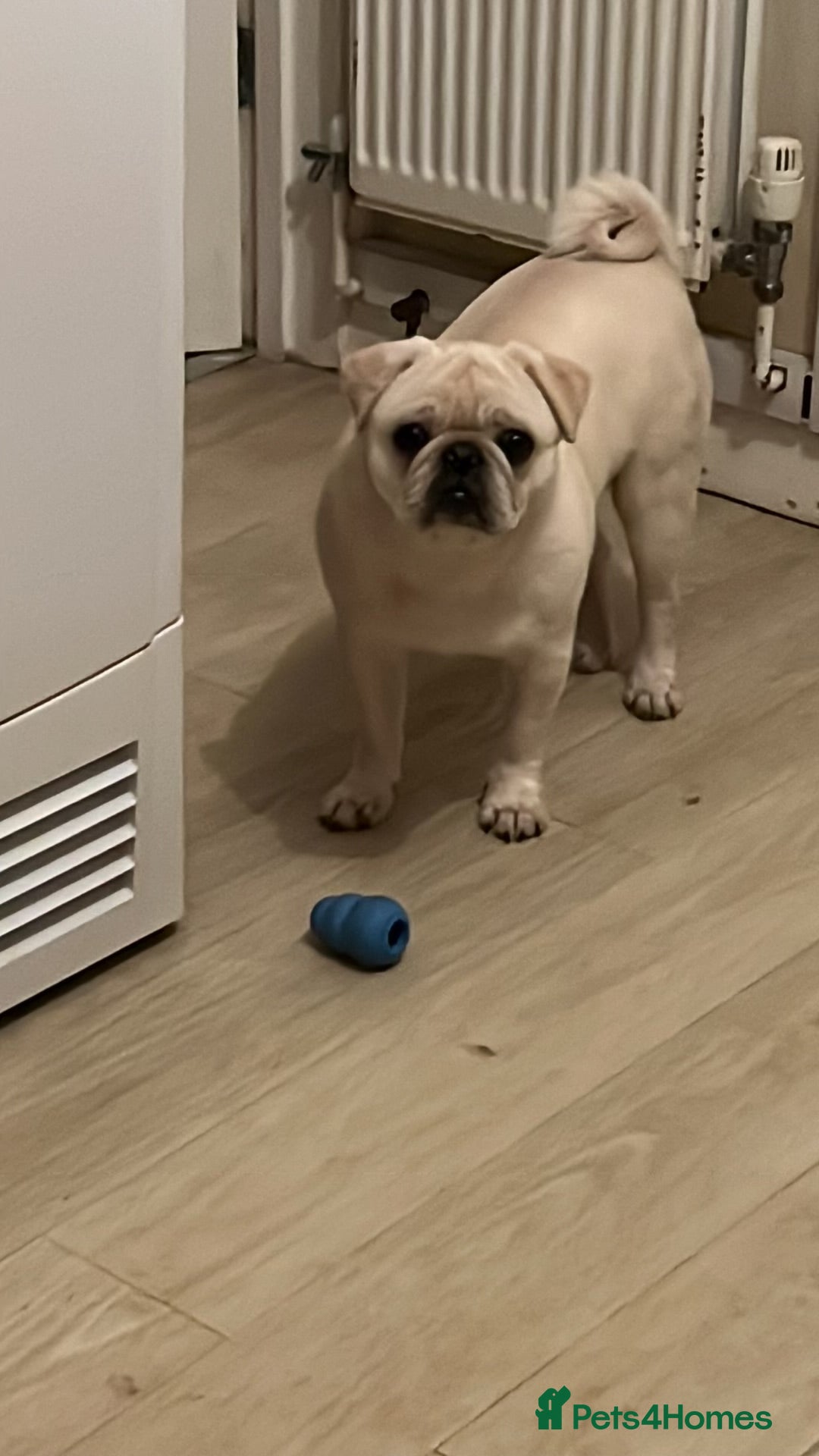 Pug dogs for sale: Beautiful pug boy  - Advert 2