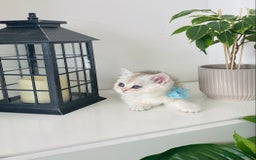 British Longhair cats for sale: British longhair and shorthair  - Image 4