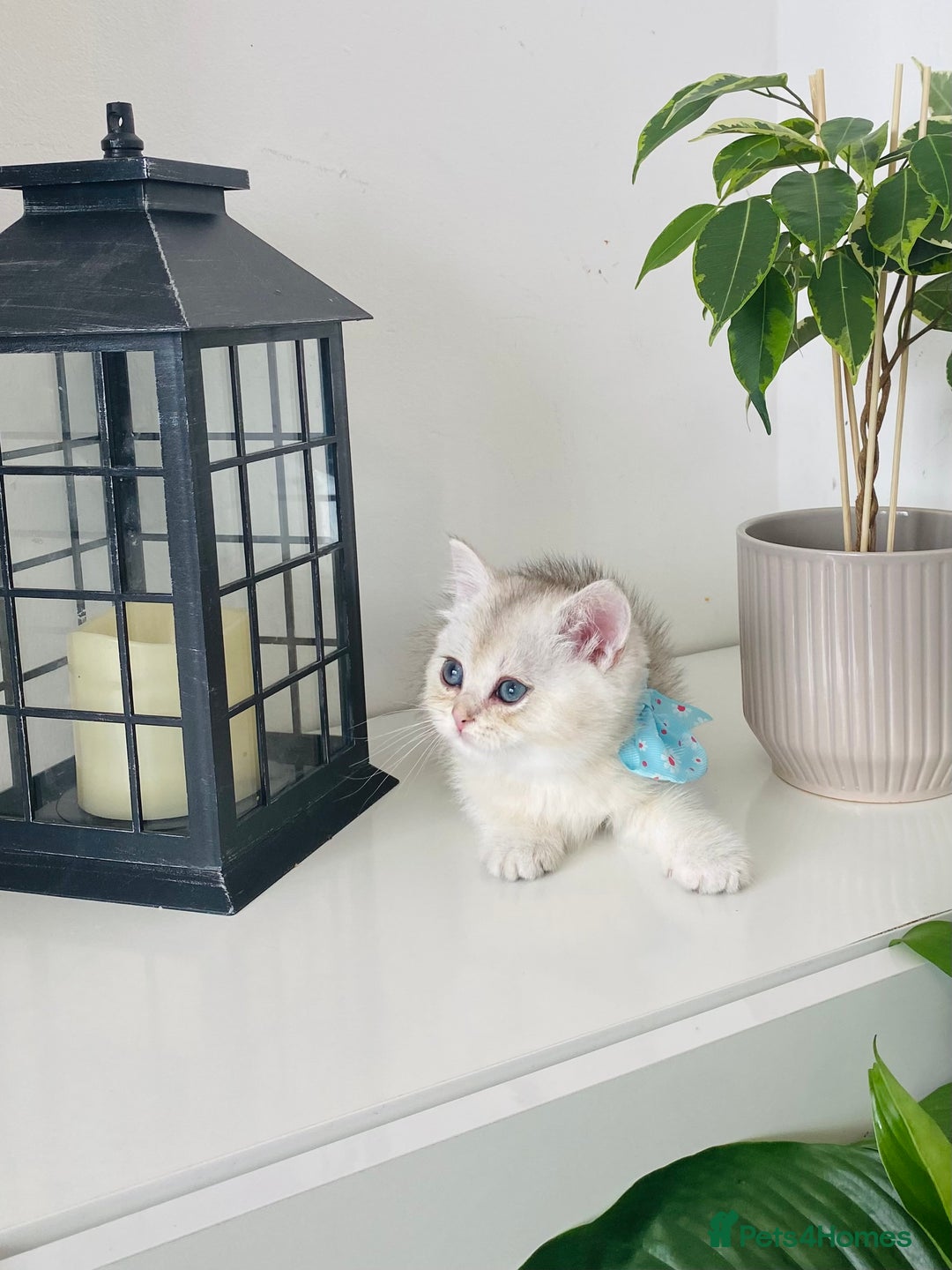 British Longhair cats for sale: British longhair and shorthair  - Image 4