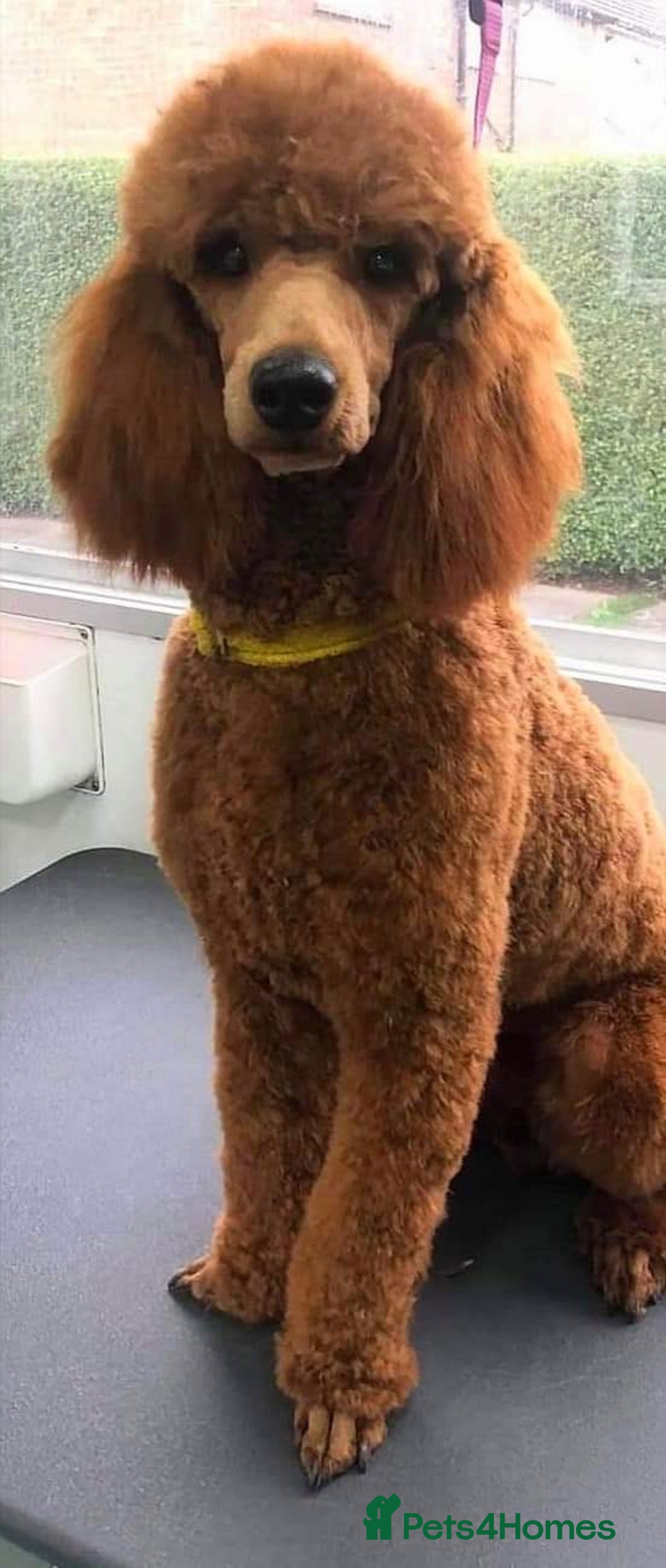 Cockapoo dogs for sale: Top quality fully health tested fox red cockapoos  - Advert 13