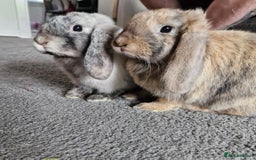 Mini Lop rabbits for sale: Two lop sisters  - Image 1