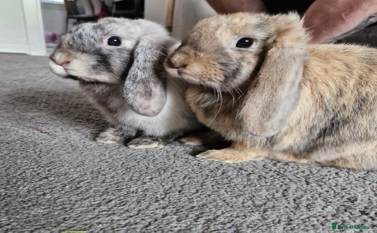 Mini Lop rabbits - Advert 1