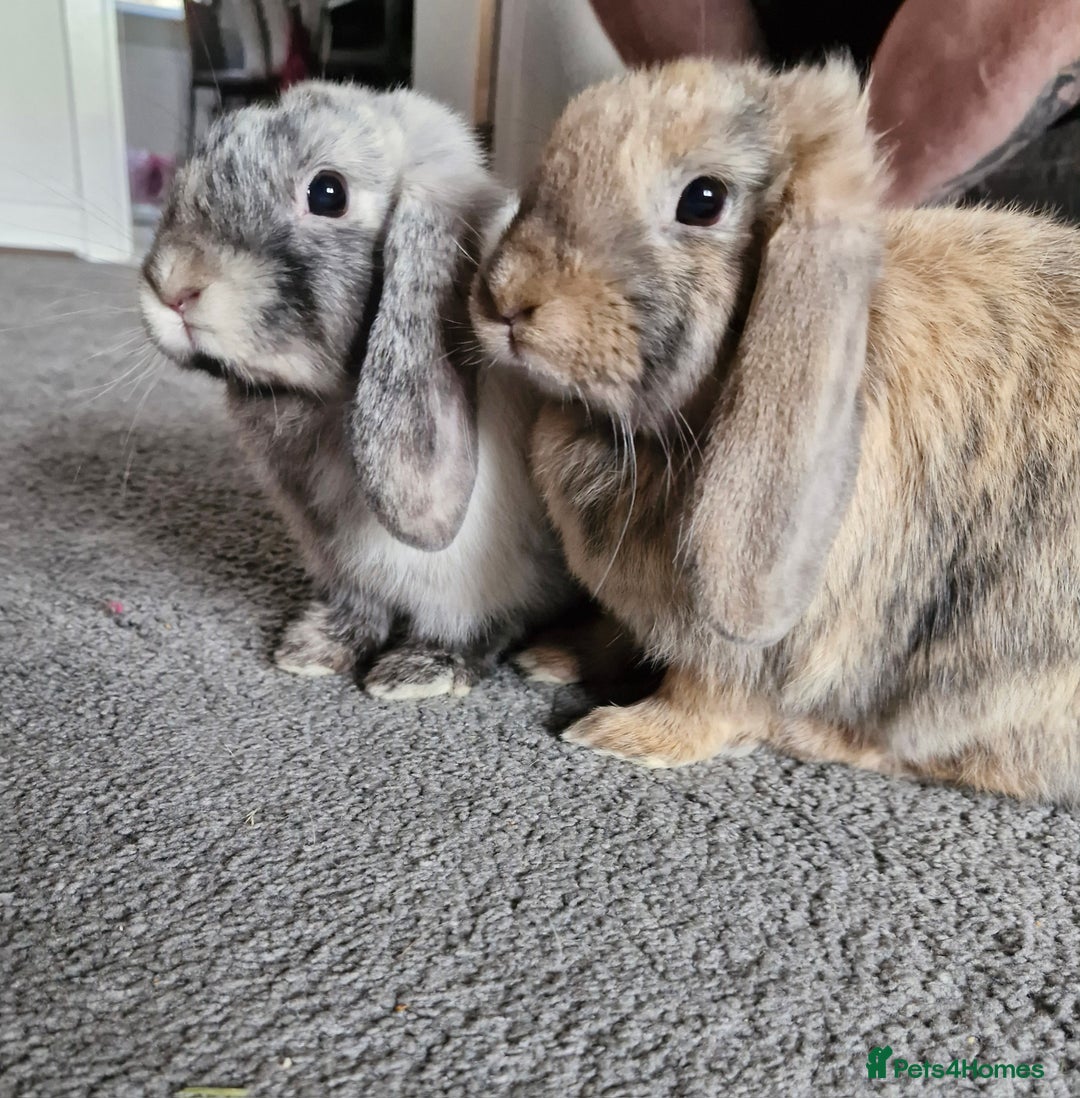 Mini Lop rabbits for sale: Two lop sisters  - Image 1