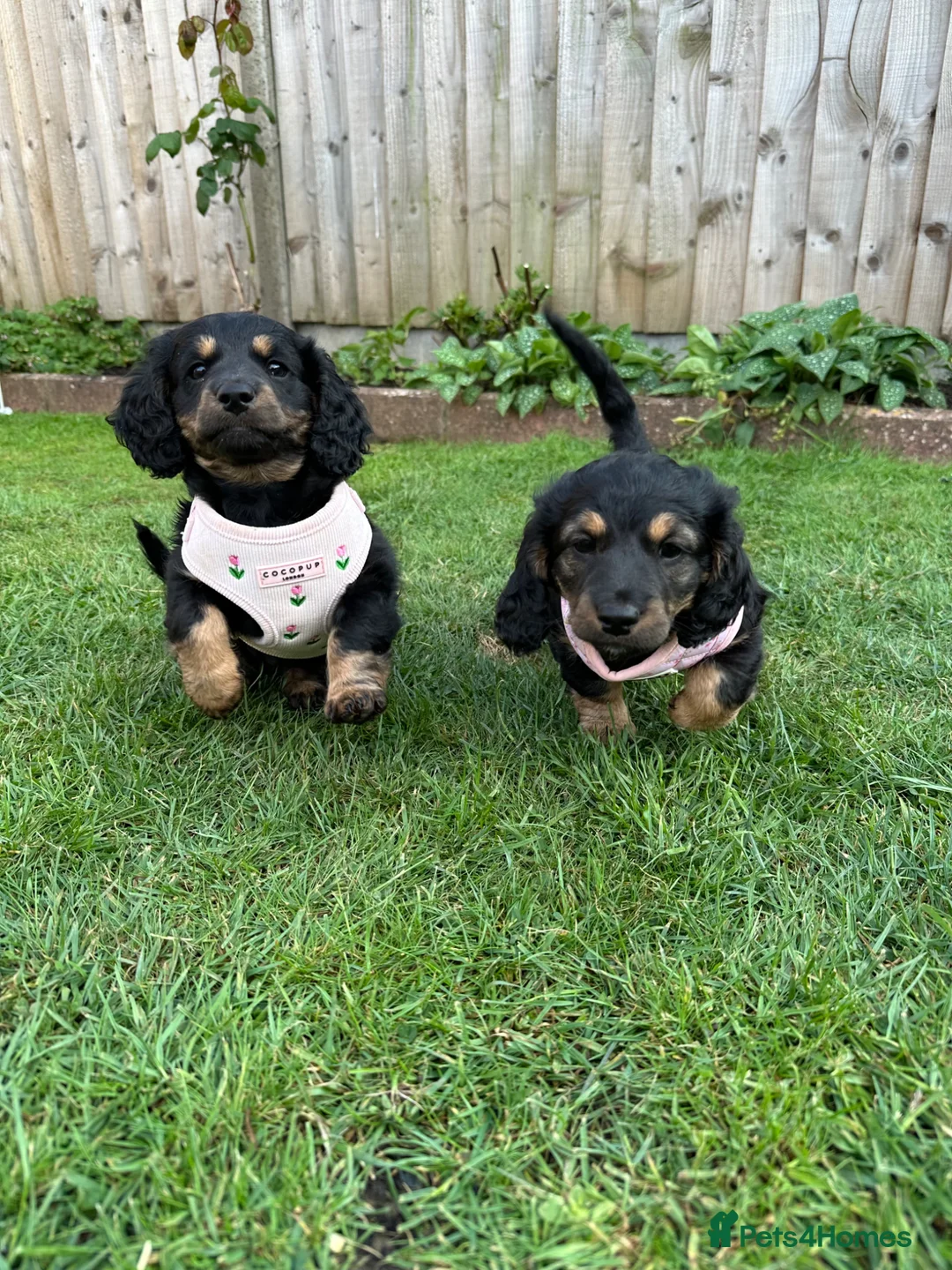 Cockapoo dogs for stud: 2 year old cockapoo male for stud - Advert 2