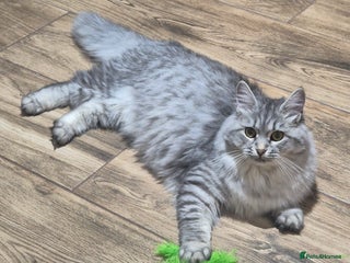 Siberian cats Stunning Siberian Female GCCf and TICA Reg Active - Advert 1