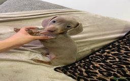 Miniature Dachshund dogs for sale: ❤️5 Mini Dachshunds ready for their new homes❤️ - Image 13