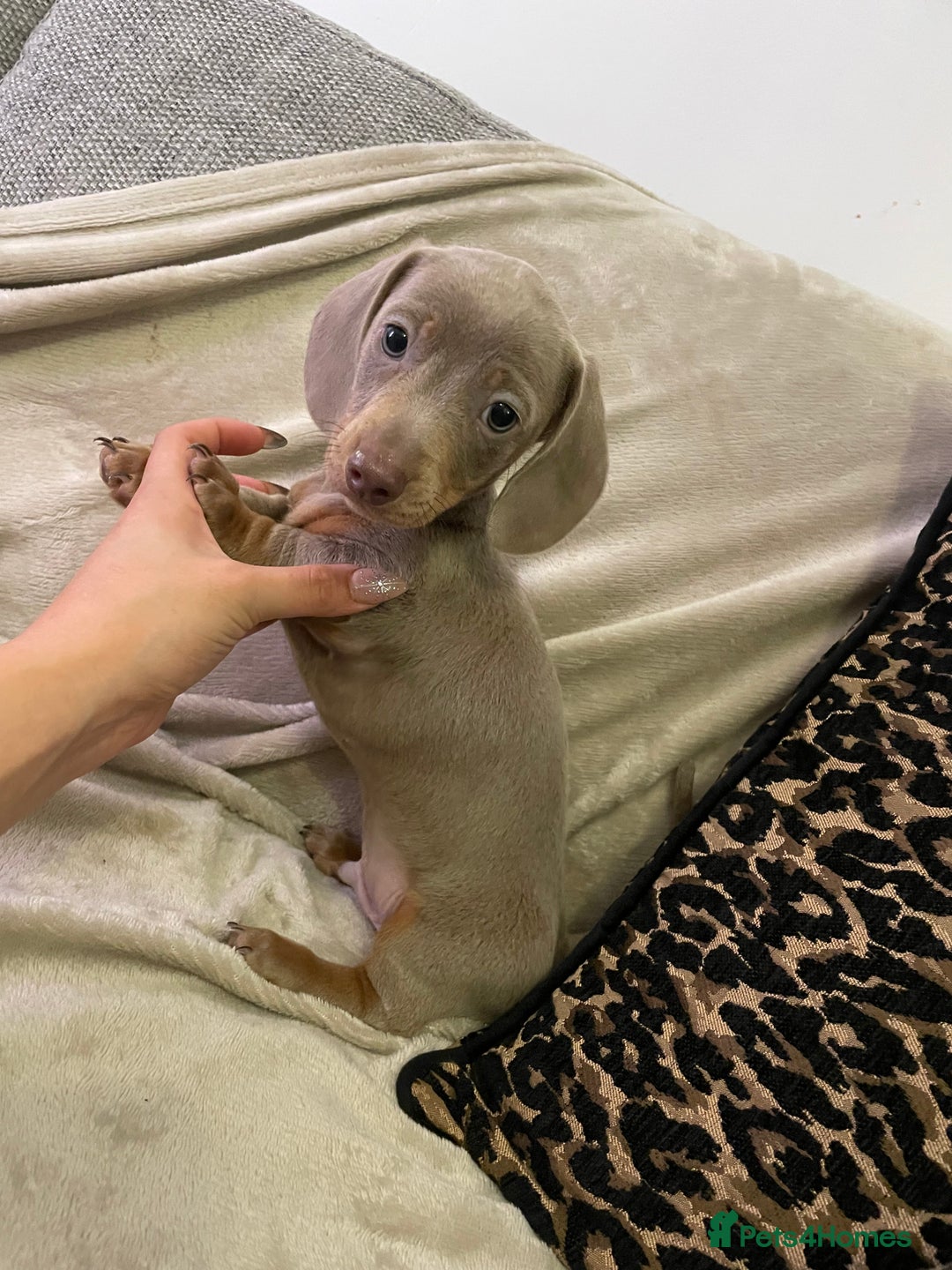 Miniature Dachshund dogs for sale: ❤️5 Mini Dachshunds ready for their new homes❤️ - Image 13