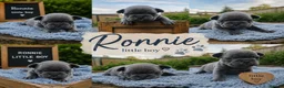 Pug dogs for sale: Exotic Pug puppies  - Advert 3