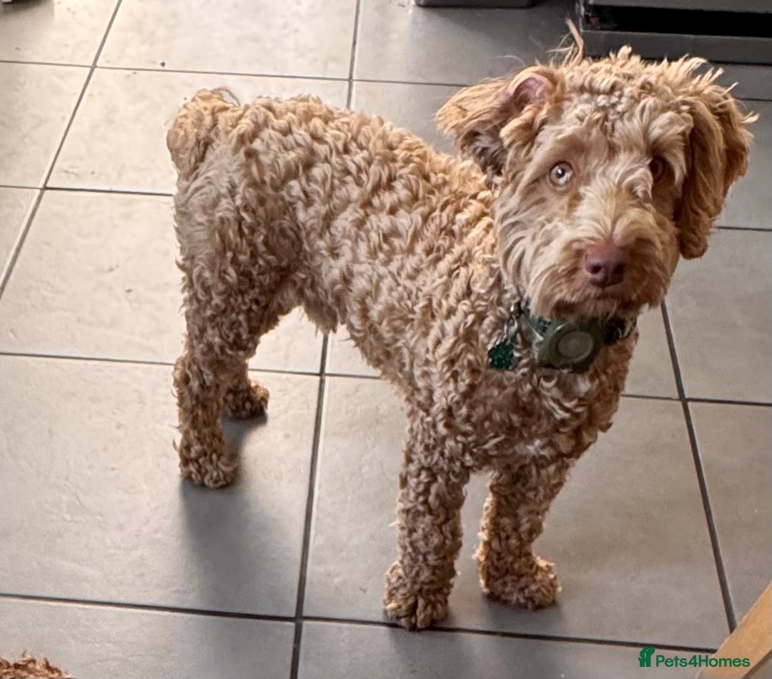 Mixed Breed dogs for sale: Little Joey - Image 3