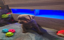 Staffordshire Bull Terrier dogs for sale: Stunning Staffordshire bull terrier pups  - Image 35