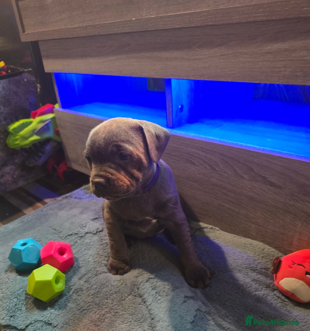 Staffordshire Bull Terrier dogs for sale: Stunning Staffordshire bull terrier pups  - Image 35