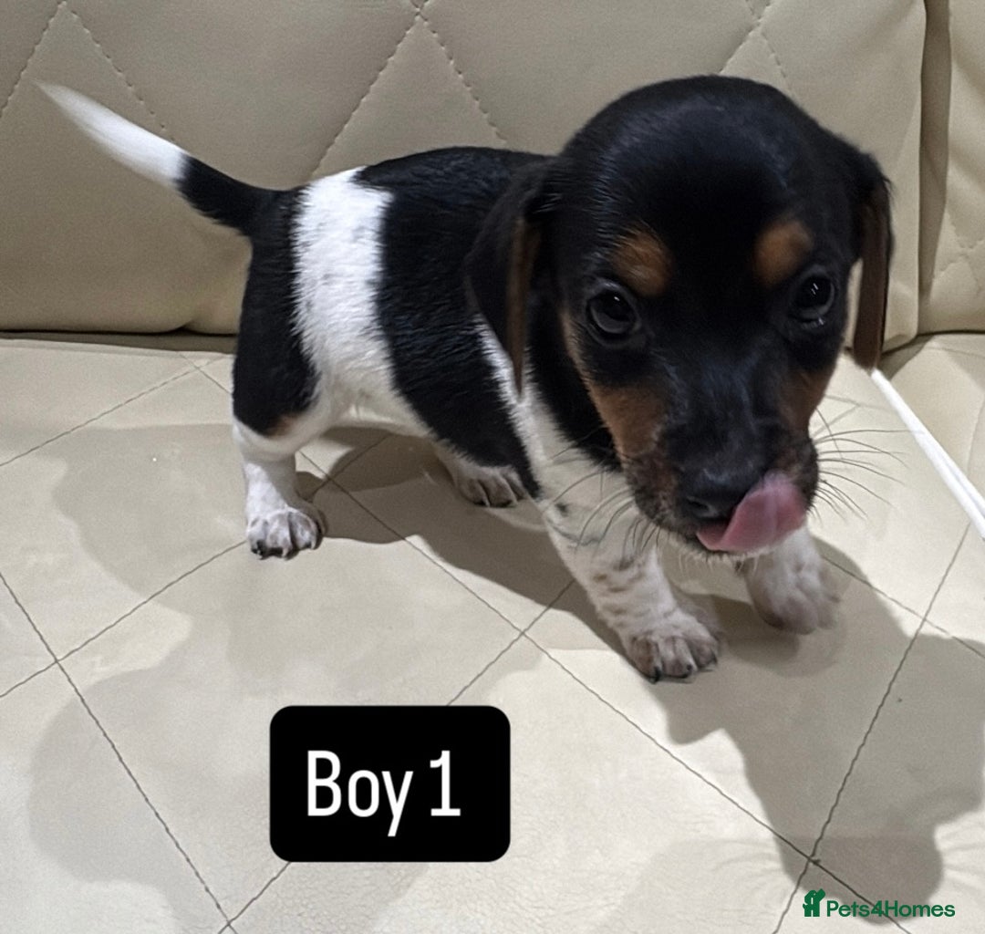 Jack Russell dogs for sale: Jack Russell - Advert 2