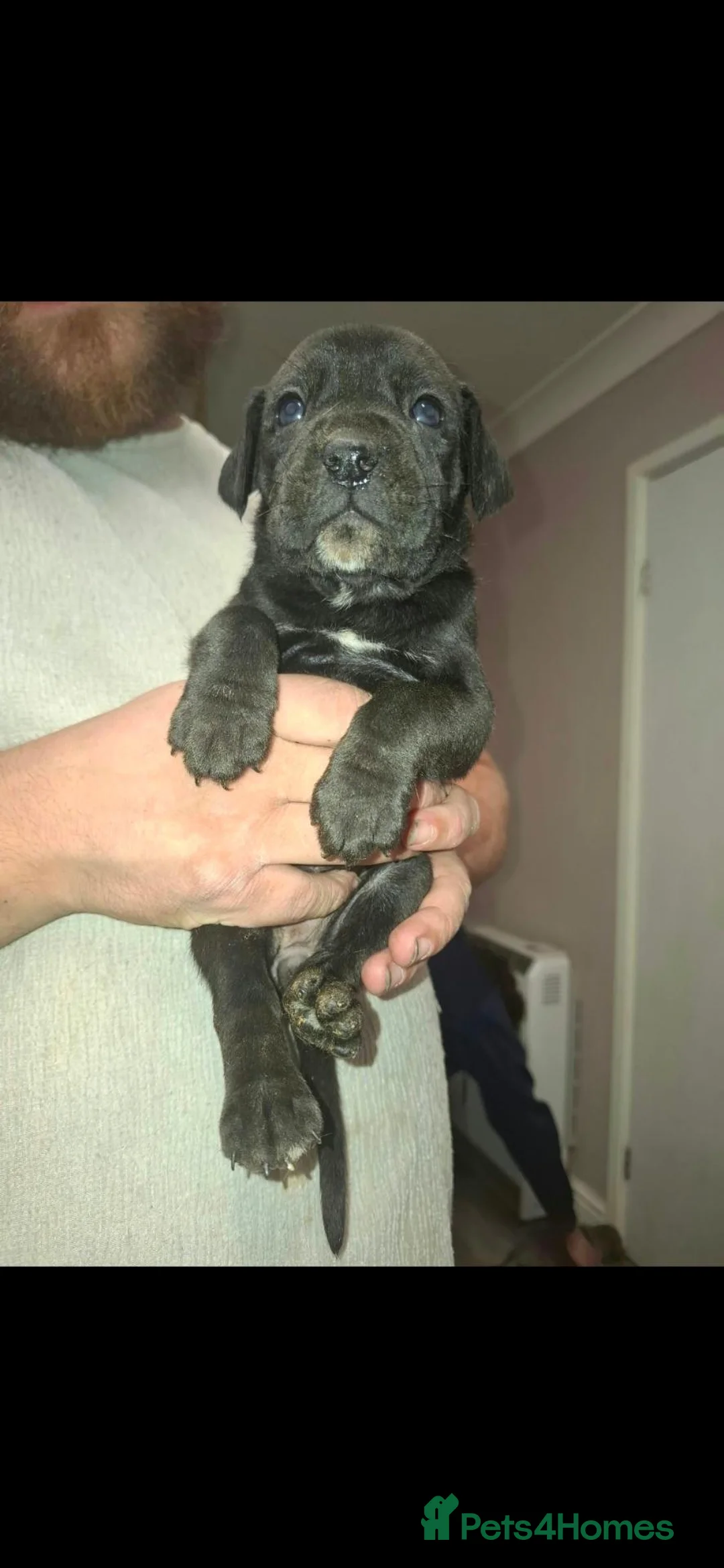 Cane Corso dogs for sale: Last cane corso pup left  - Advert 2